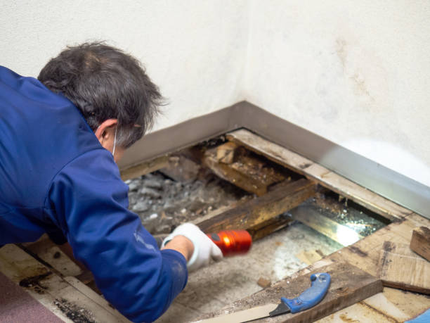 Mold Removal Process in Miami Gardens, FL