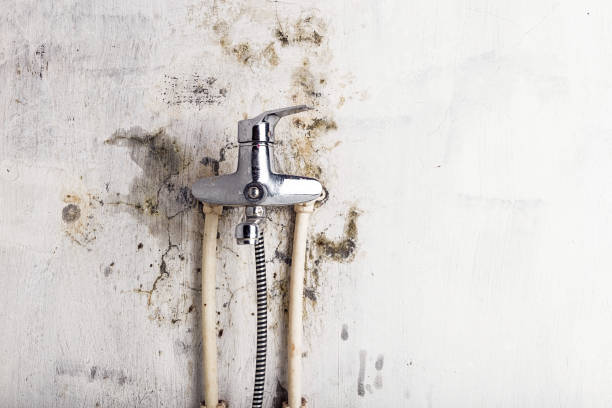 Best Mold Removal Near Me  in Miami Gardens, FL