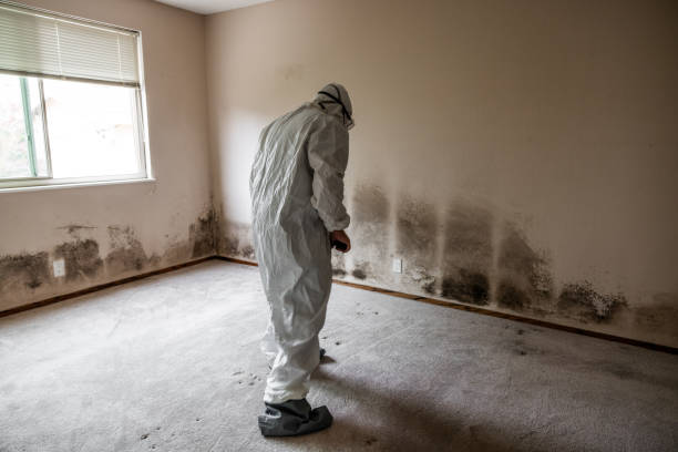 Best Commercial Mold Removal  in Miami Gardens, FL